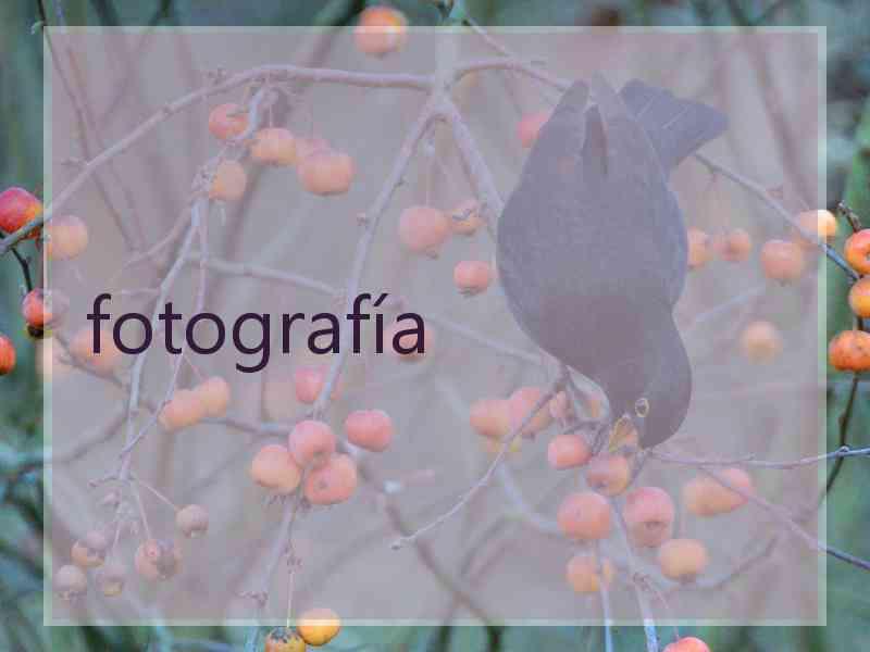 fotografía