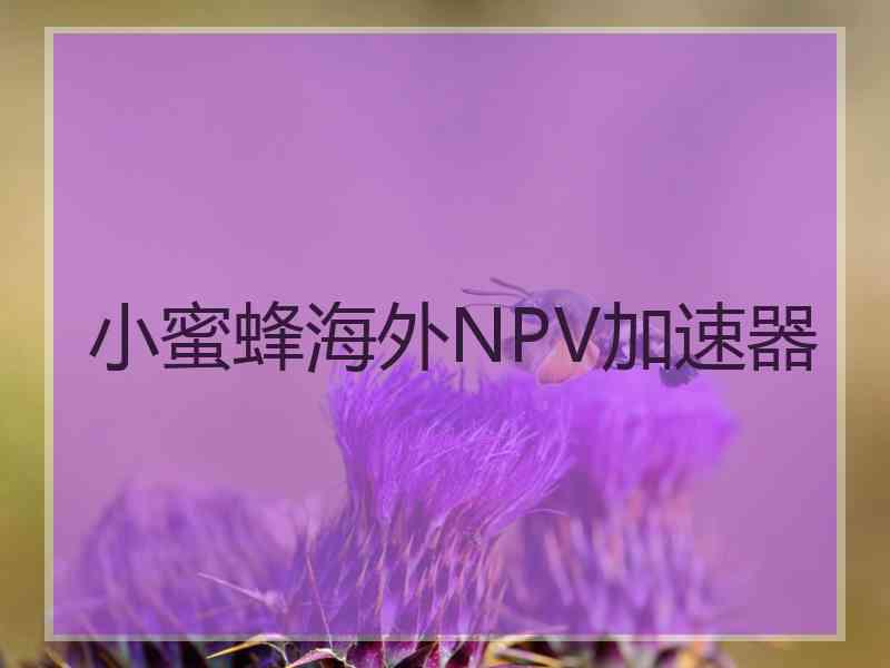 小蜜蜂海外NPV加速器