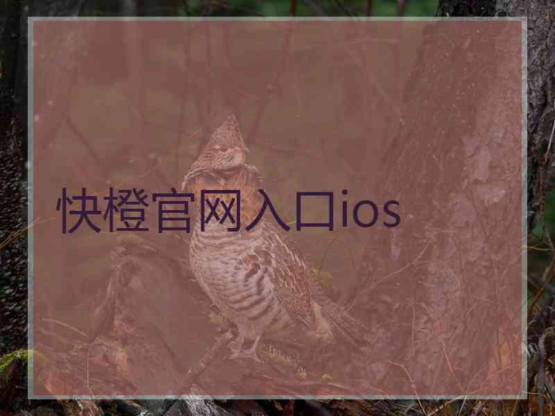 快橙官网入口ios